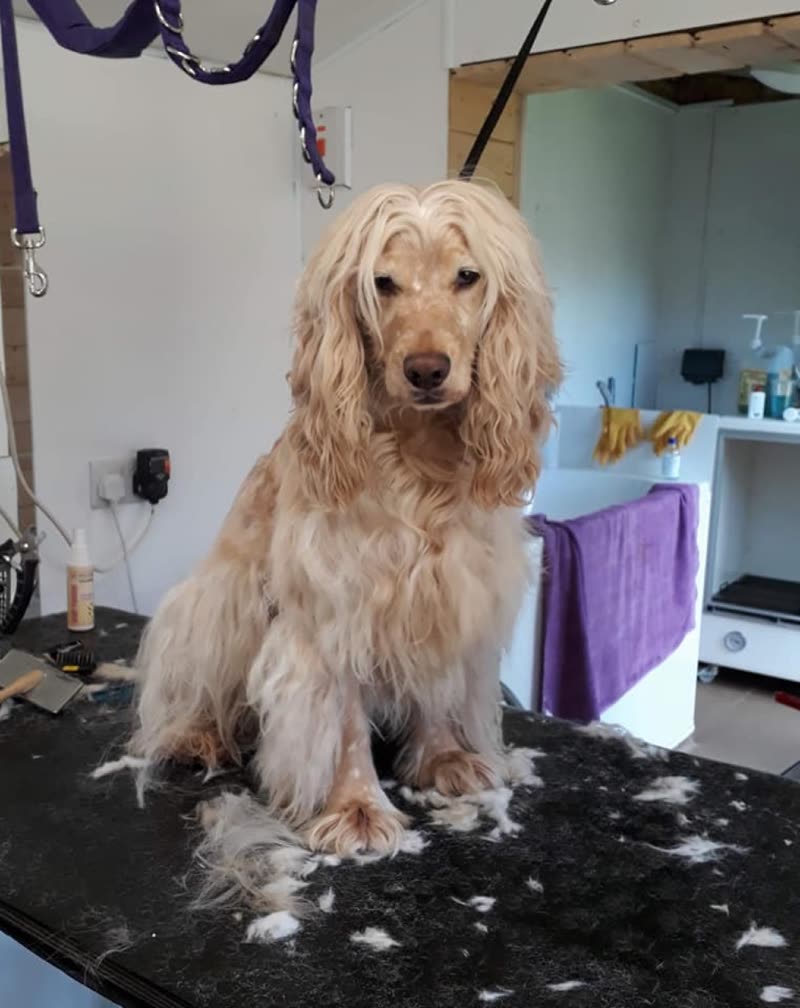 A golden cocker spaniel mid-groom on the table, with the salon worktop and purple towels behind