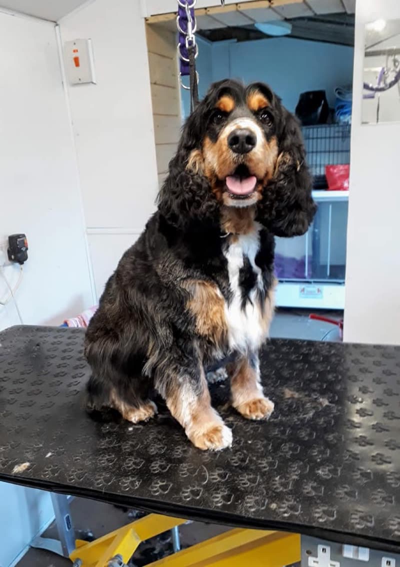 A happy tricolour cocker spaniel standing on the grooming table with the room behind