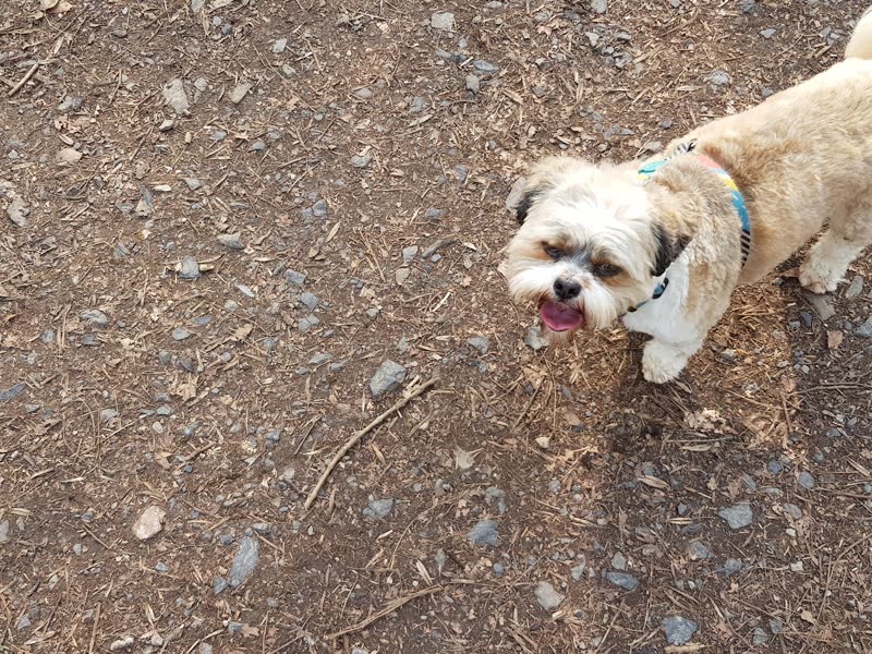 A shaggy shih-tzu type dog outdoors on a gravel path before its trim