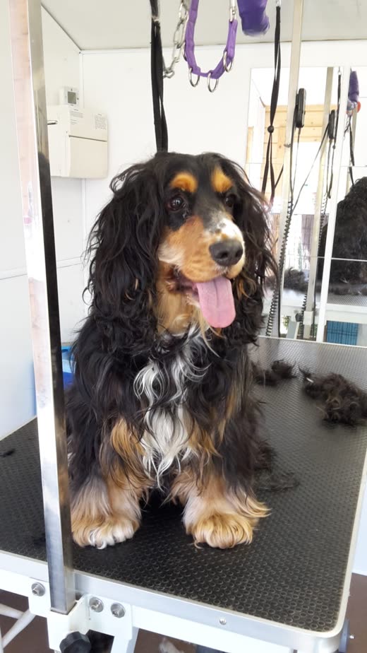 A freshly groomed black-and-tan cocker spaniel on the grooming table