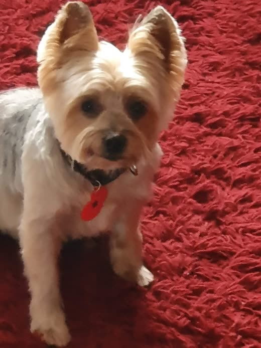 A trimmed Yorkshire terrier standing on a rug at home