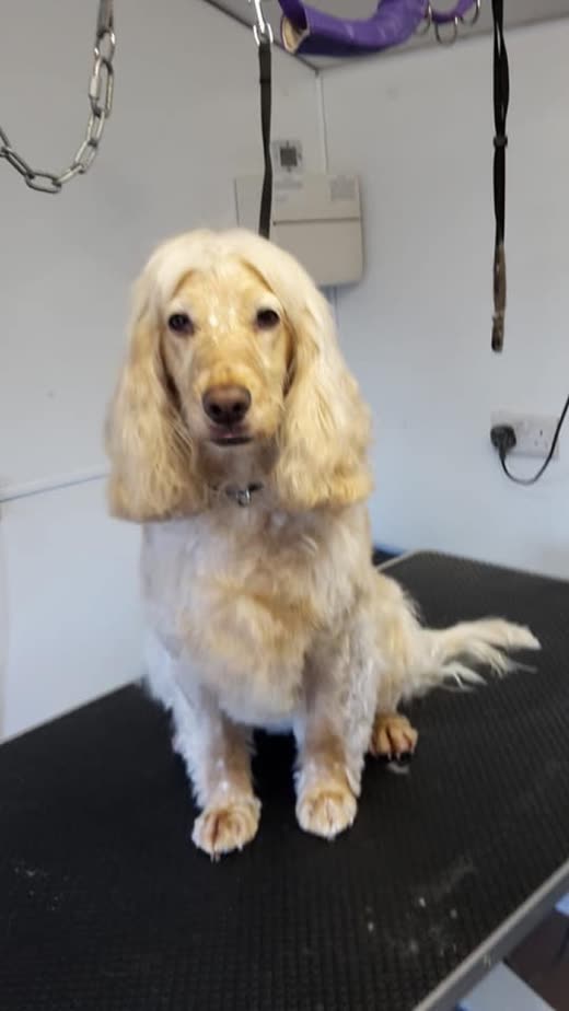 A cream cocker spaniel on the grooming table against a plain wall