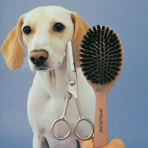 Grooming clippers and a slicker brush