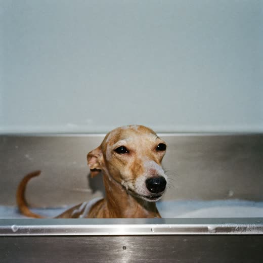 A small dog being washed in a grooming bath